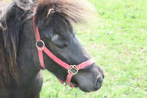 Pony Rides By Donna photo 29