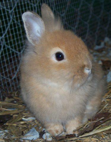 Pony Rides By Donna photo 33