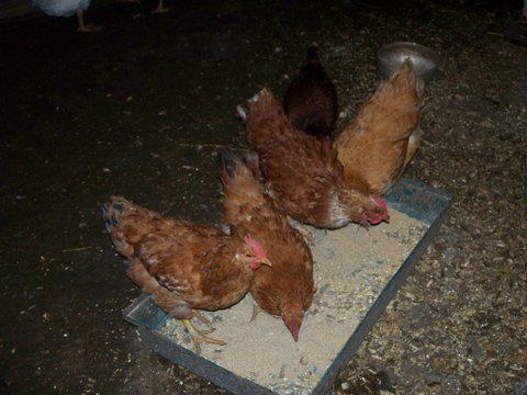 Pony Rides By Donna photo 24