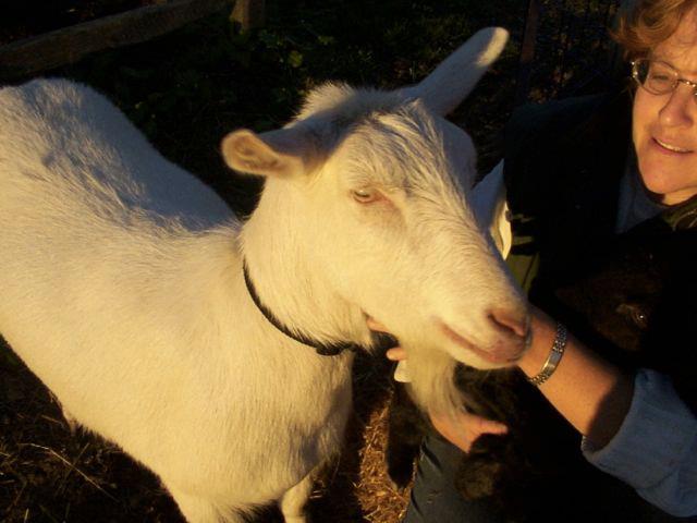 Pony Rides By Donna photo 27