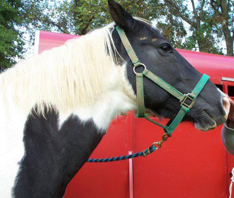 Pony Rides By Donna photo 28