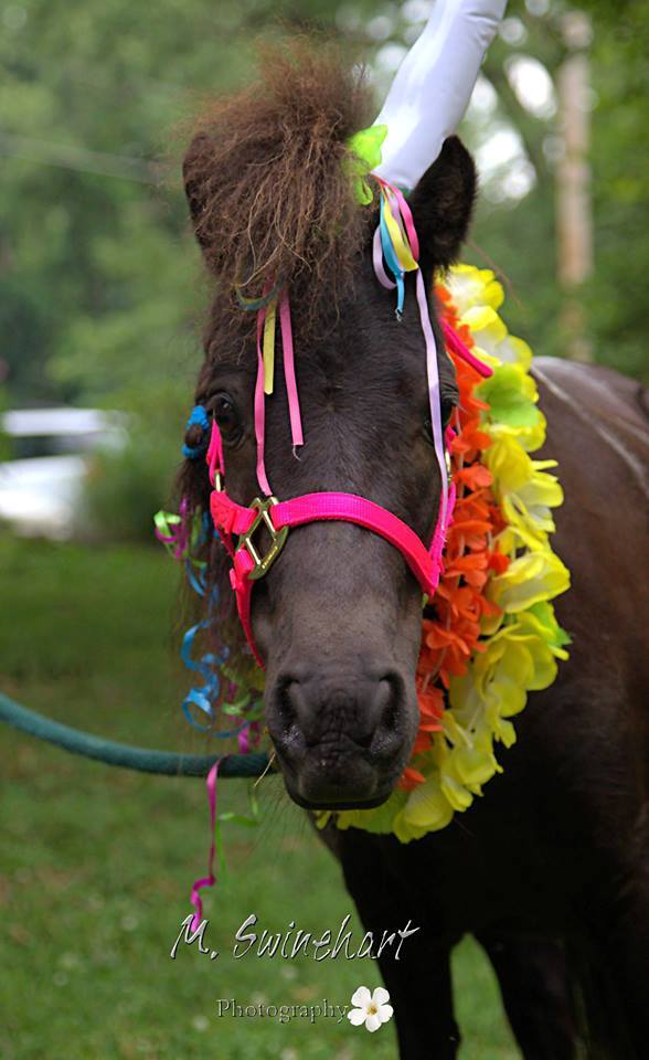 Pony Rides By Donna photo 16