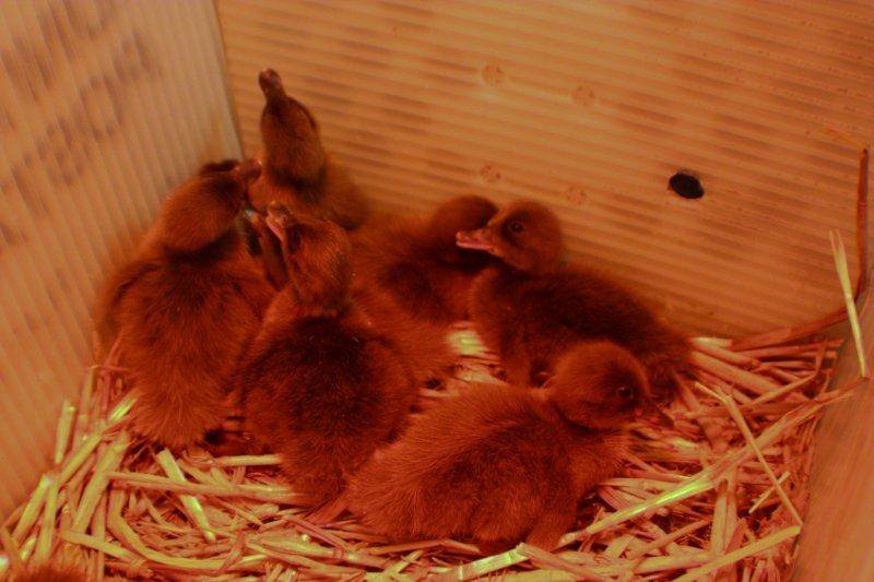 Pony Rides By Donna photo 21