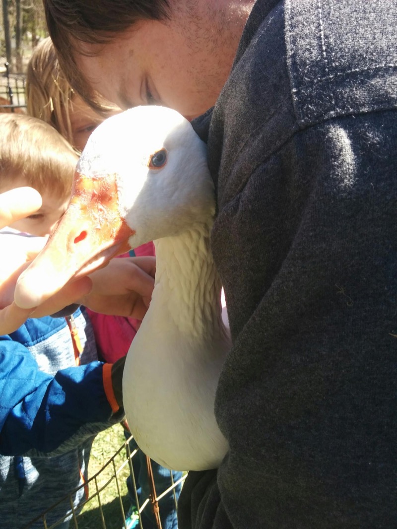 Pony Rides By Donna photo 10