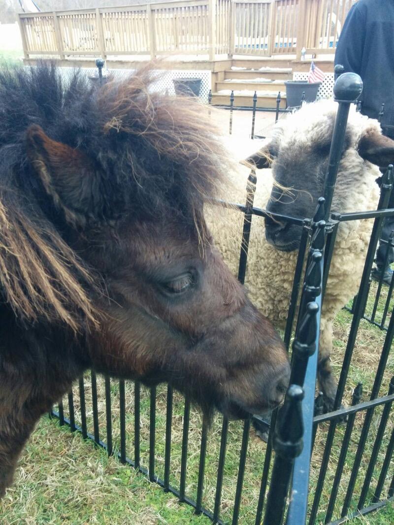 Pony Rides By Donna photo 11