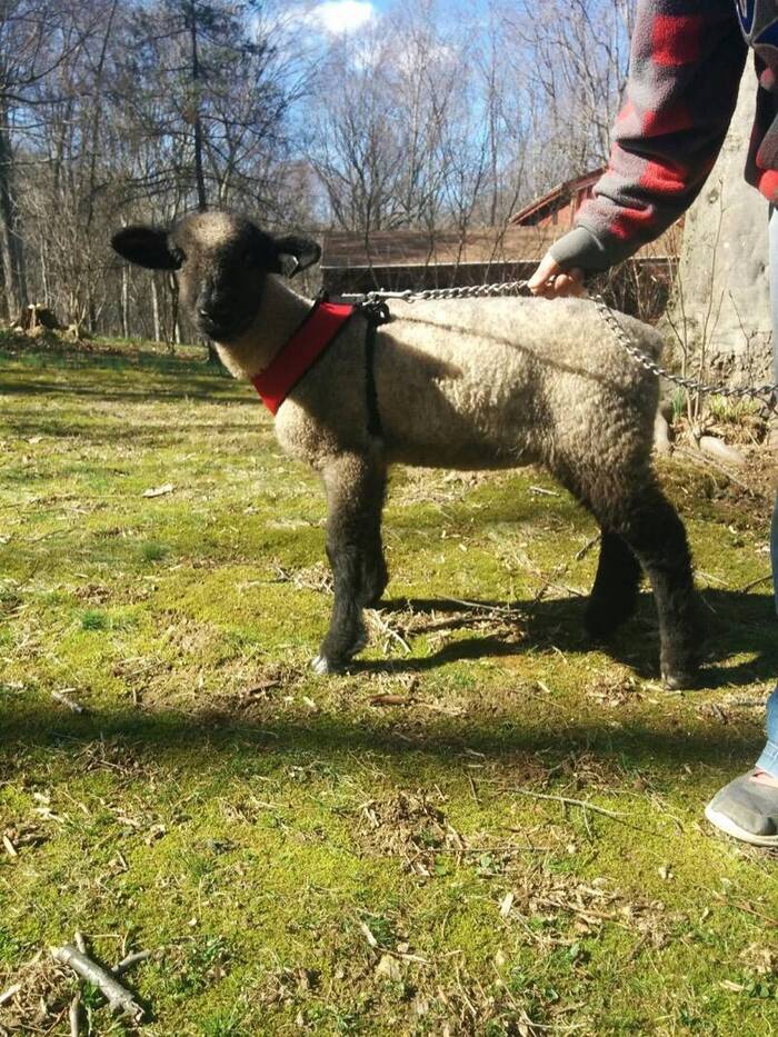 Pony Rides By Donna photo 12