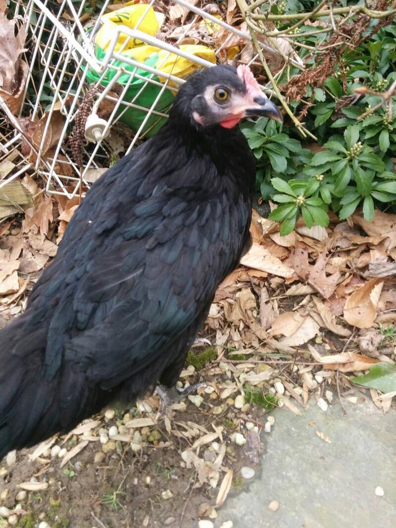 Pony Rides By Donna photo 13