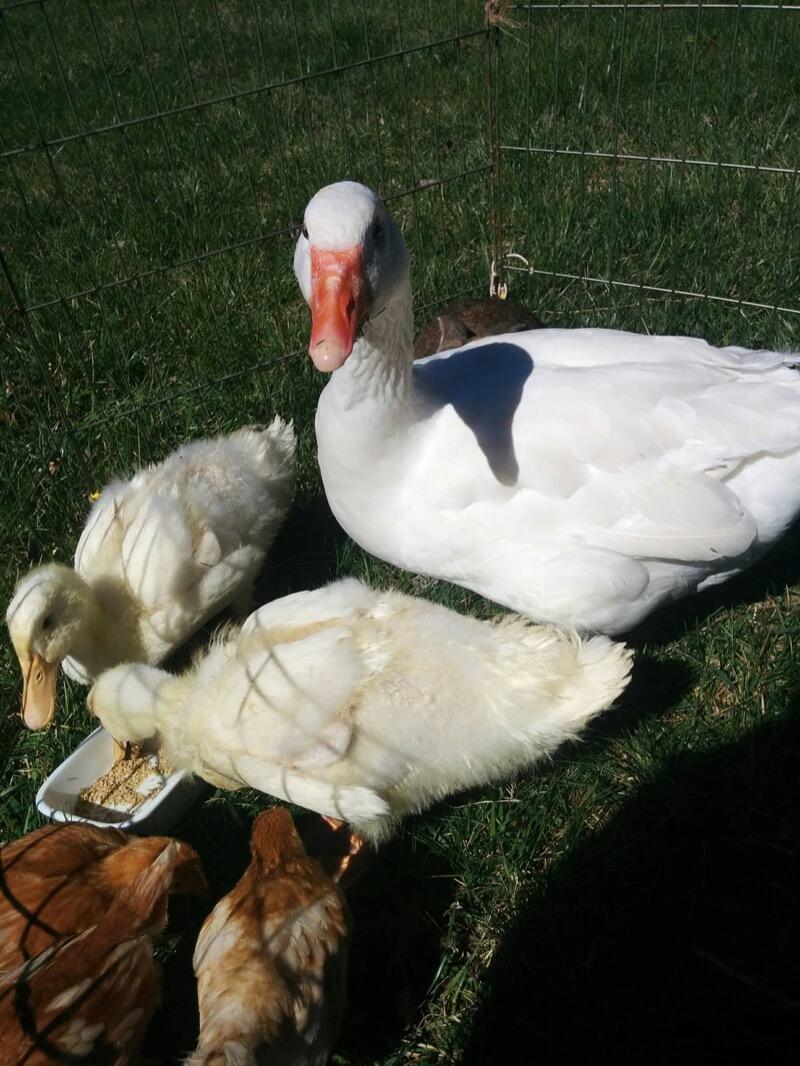 Pony Rides By Donna photo 14