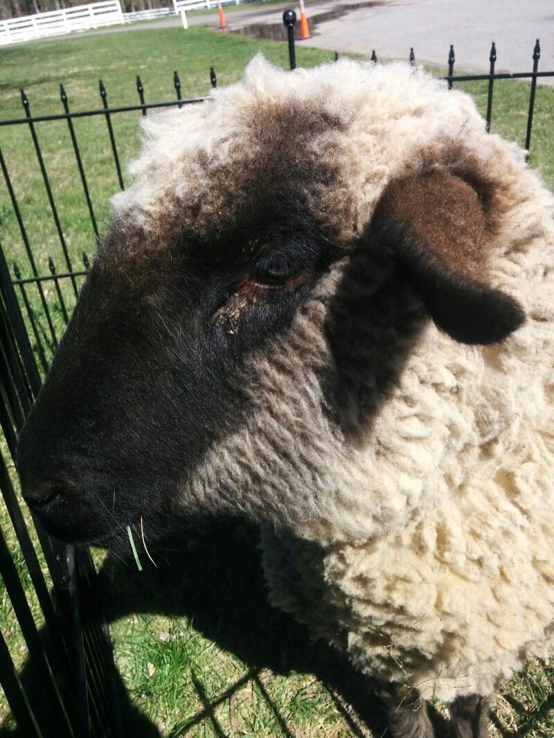 Pony Rides By Donna photo 3