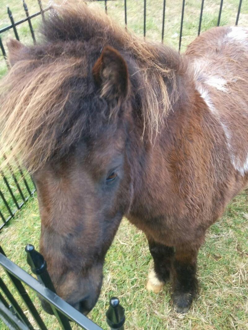 Pony Rides By Donna photo 4