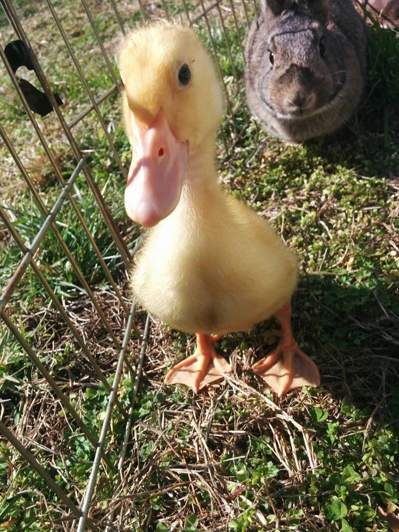 Pony Rides By Donna photo 5