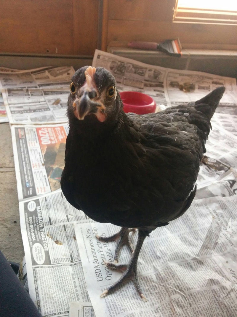 Pony Rides By Donna photo 6