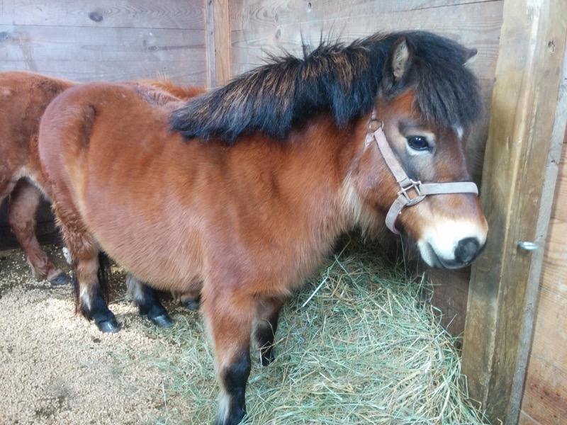 Pony Rides By Donna photo 7