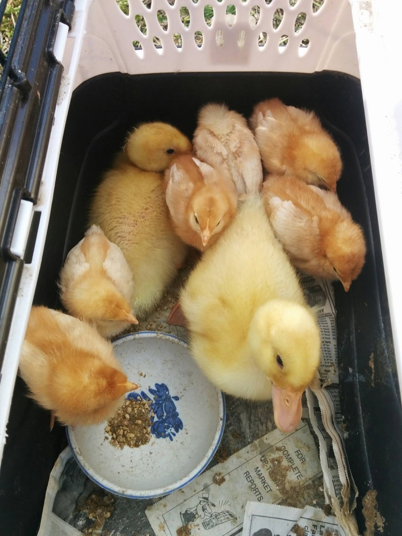 Pony Rides By Donna photo 8