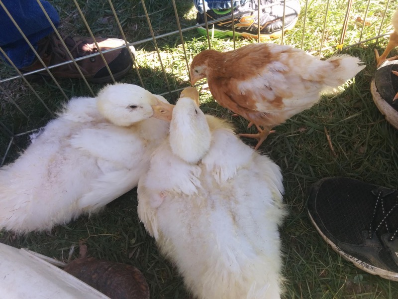 Pony Rides By Donna photo 9