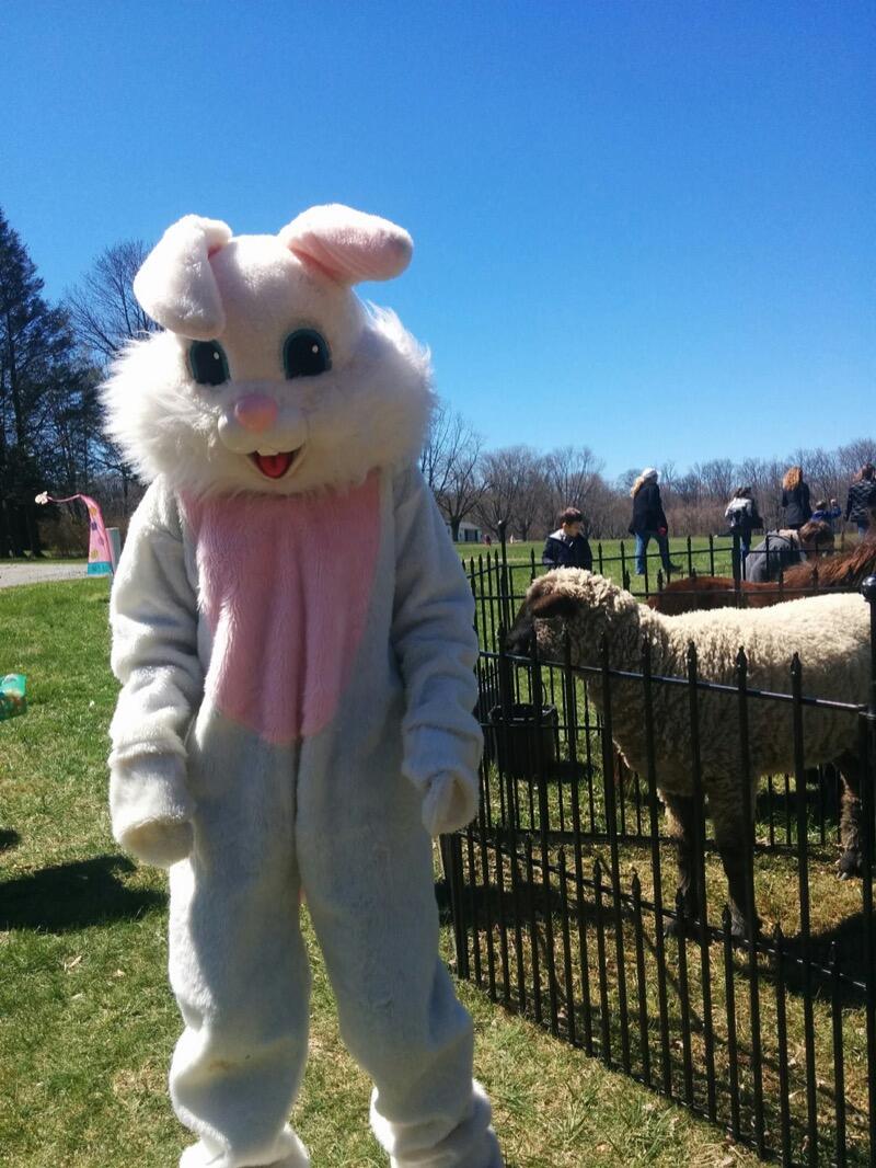 Pony Rides By Donna photo 1