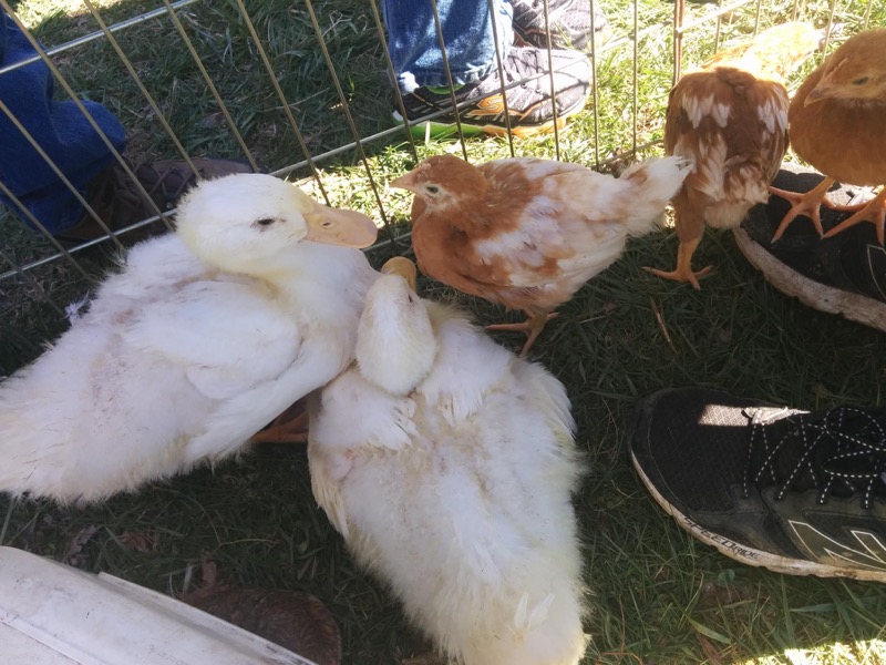 Pony Rides By Donna photo 2